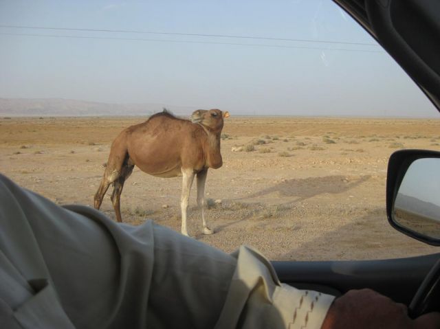 i/Family/Djerba/Safari - Djerba 2009 195.jpg_640.jpg